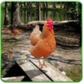 ģ(Hen Family Simulator)