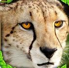 Աģ(Cheetah Sim)