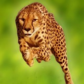 Ա(Cheetah Run)ͼ
